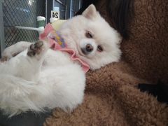 -怪兽屋·羊驼·猫咖·狗咖(俊华广场店)