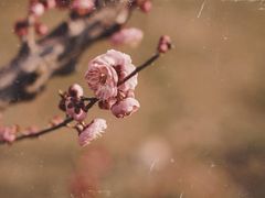 -蜀冈西峰生态公园