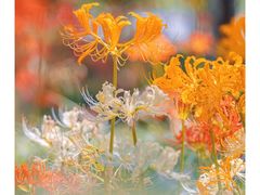 -白塘生态植物园