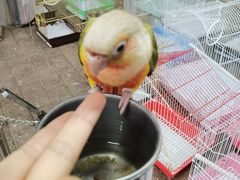 -哈尔滨道外花鸟鱼市场