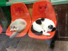 -猫咪博物馆(顶澳仔猫街店)