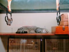 -猫咪博物馆(顶澳仔猫街店)