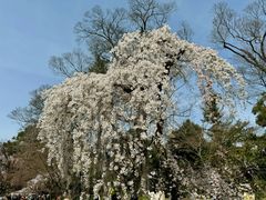 -京都御所
