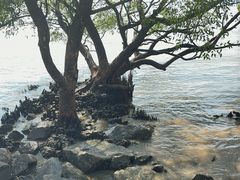 -宝安西湾红树林湿地公园