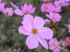 -钱小奴创意自助餐厅·原切谷饲安格斯畅吃(苏州昆山招商花园城店)