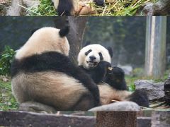 -都江堰中华大熊猫苑