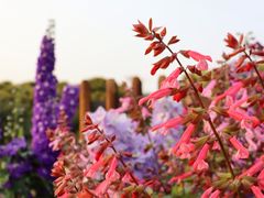 -深圳仙湖植物园