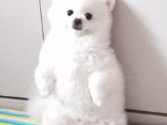 -爱侣宠医·鹦鹉专科·小型哺乳类·异宠专科(灵石路店)