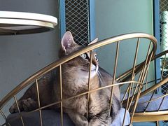 -喵屿·大理花园猫咖