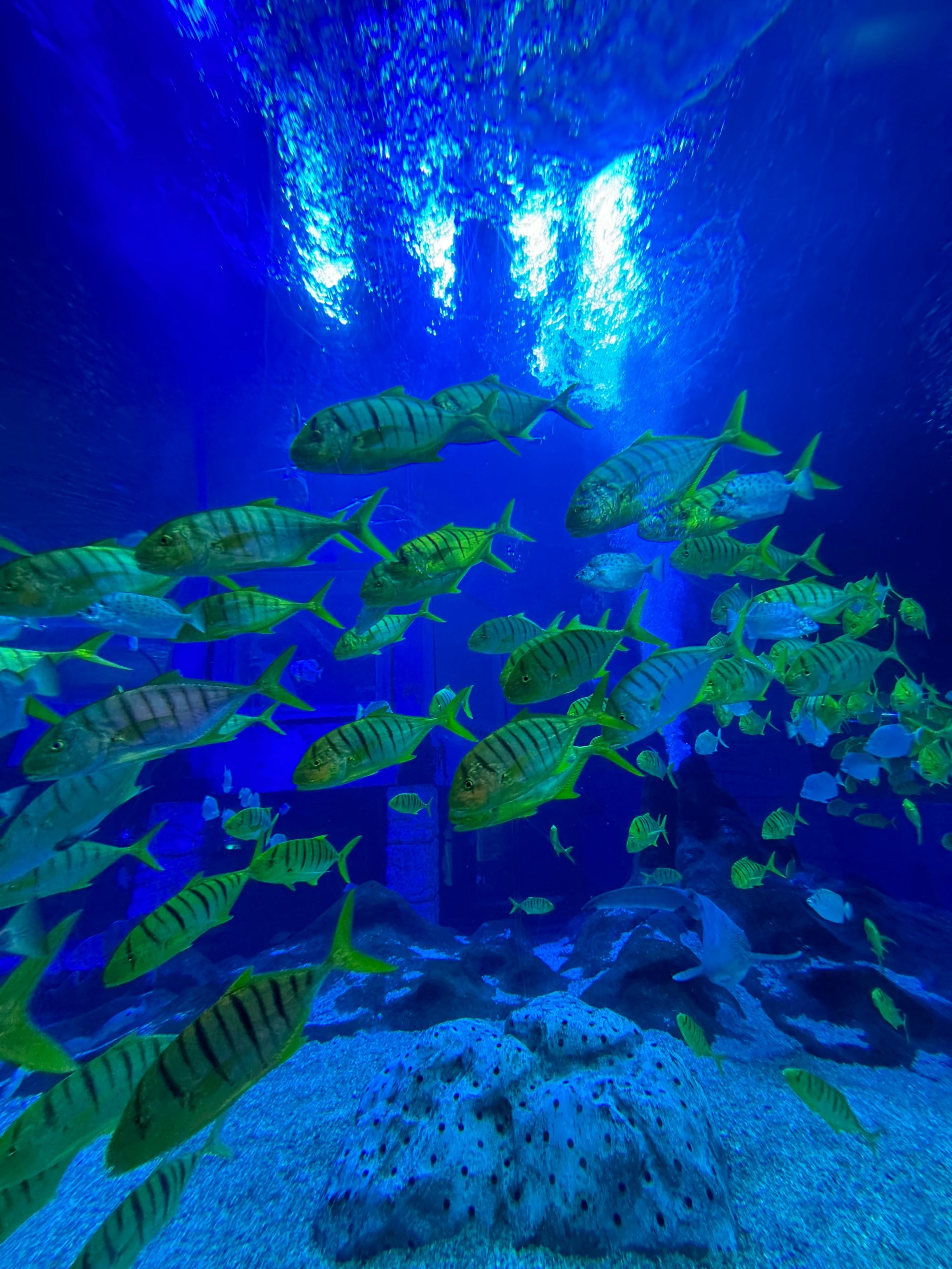 正佳极地海洋世界:广州必打卡海洋馆