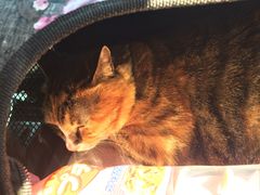 -中农国际动物医院24小时·猫科·骨科·急重症中心