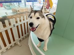 -怪兽屋·羊驼·猫咖·狗咖(俊华广场店)