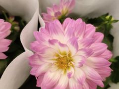 -双季花艺园艺市场(浦东店)