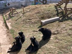 -大青山野生动物园