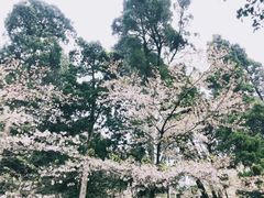 -武汉大学-樱园