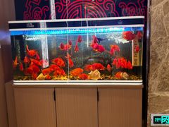 -一品粤珍轩(吴中路店)