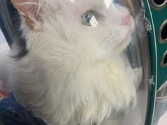-纳吉亚猫专科动物医院博雅分院
