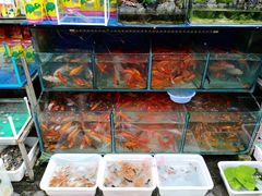 -曲阳花鸟市场(曲阳路店)