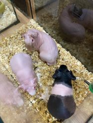 -Moni星球萌宠·小马宝莉·灵蛇·高端高阶全萌宠互动体验俱乐部(红豆国际广场店)