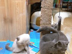 -藏猫猫咖啡主题馆(中央大道店)