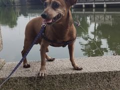 -爱侣宠医·鹦鹉专科·小型哺乳类·异宠专科(灵石路店)