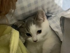 -爱佳宠物中心医院24H·CT·骨外科·猫专科(瑶海万达店)