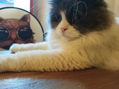 -李小姐の猫咖啡馆(五角场店)