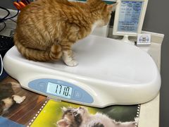 -关爱宠物医院·猫科中心·消化科(滨湖万达分院)