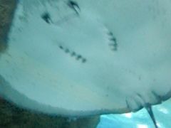-大连圣亚海洋世界