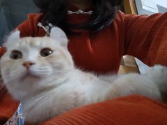 -集宠猫柠宠物生活馆