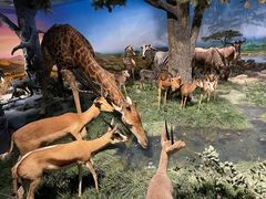 -国家自然博物馆