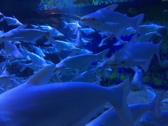 -成都浩海立方海洋公园