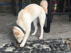 -柴犬高等学院·狗咖·柴犬售卖·宠物训练