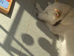 -柴务处·柴犬主题狗咖