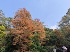 -深圳仙湖植物园