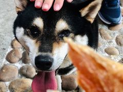 -柴犬高等学院·狗咖·柴犬售卖·宠物训练