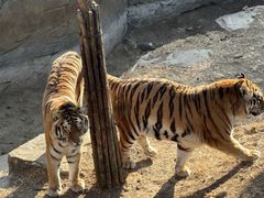 -大连森林动物园