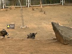-济南野生动物世界