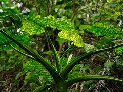 -七仙岭温泉国家森林公园