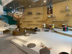 -飞行喵MR PILOT|猫舍·猫咖(静安大融城店)