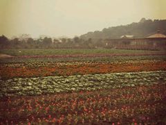 -丹樱生态园