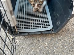-艾吉宠物医院·疑难杂症转诊中心·猫友好(碧江路院)