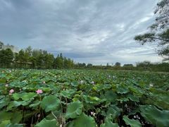 -溱湖国家湿地公园