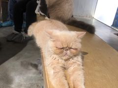 -more than meow吴止猫主题餐厅(承德 中船汇店)