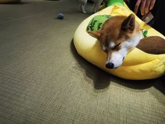-逗柴咖啡屋·狗咖猫咖宠物桌游