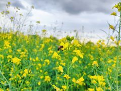 -光明小镇欢乐田园