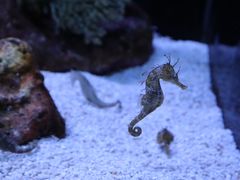 -上海海洋水族馆