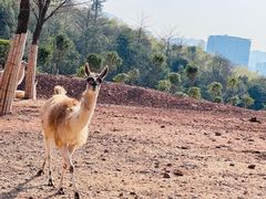 -杭州野生动物世界