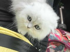 -70cat德文卷毛猫·缅因猫纯种猫舍