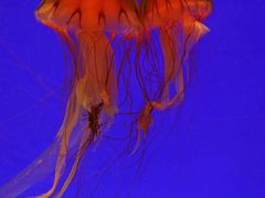 -上海海洋水族馆